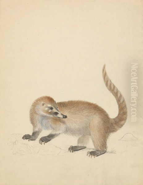 A Coatimundi Oil Painting by James Sowerby