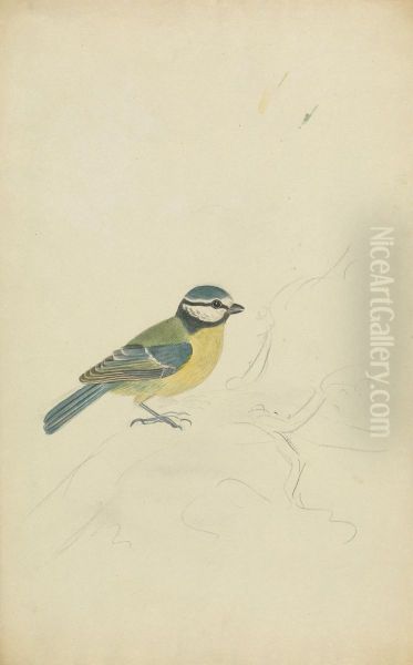 A Blue Tit Oil Painting by James Sowerby