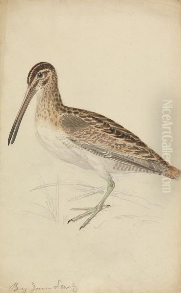 A Snipe Oil Painting by James Sowerby