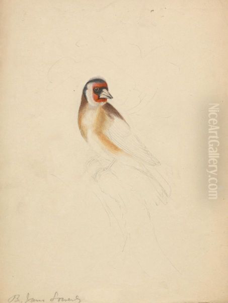 A European Goldfinch Oil Painting by James Sowerby