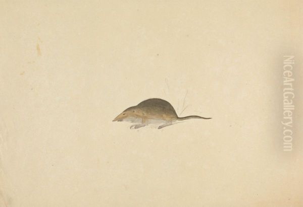 A Shrew Oil Painting by James Sowerby