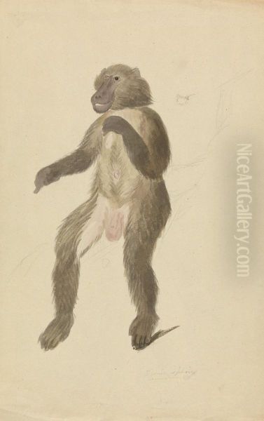 A Baboon Oil Painting by James Sowerby