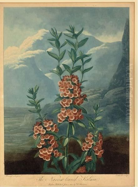 The Narrow-leaved Kalmia, From Dr. Thornton's Temple Of Flora Oil Painting by James Caldwall