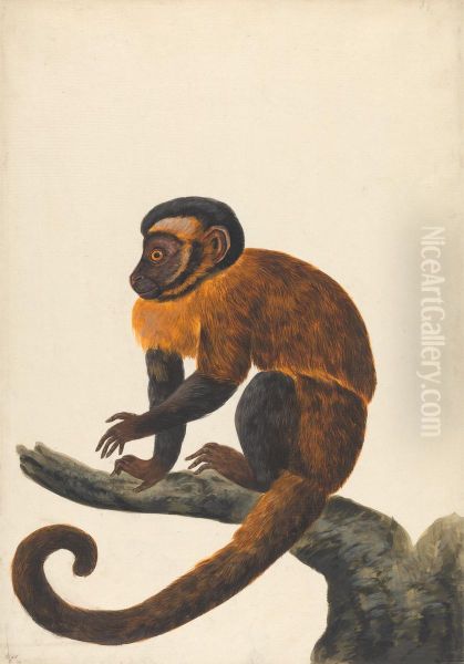 A Capuchin Oil Painting by Peter Paillou