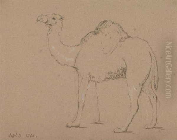 A Camel, Facing Left, Sept. 3, 1850 Oil Painting by George Jones