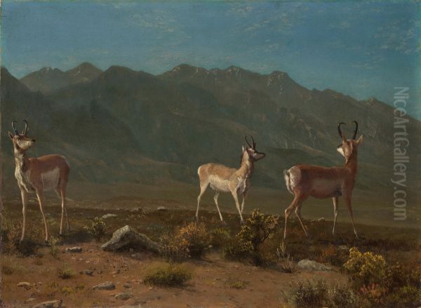 Antelope (Arizona Antelope) Oil Painting by Albert Bierstadt