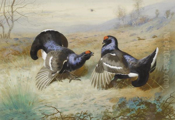 Blackcocks at the Lek. Oil Painting by Archibald Thorburn