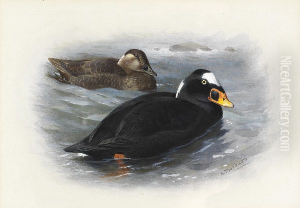 Surf-Scoter Oil Painting by Archibald Thorburn