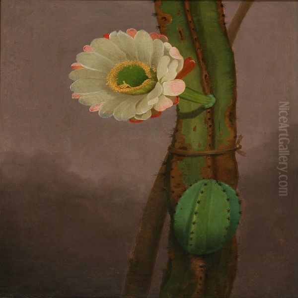 Cactus Hemgenia Oil Painting by Johannes Ludwig Camradt