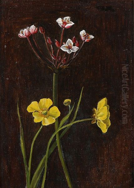 Buttercups and butomus umbellatus Oil Painting by unknown