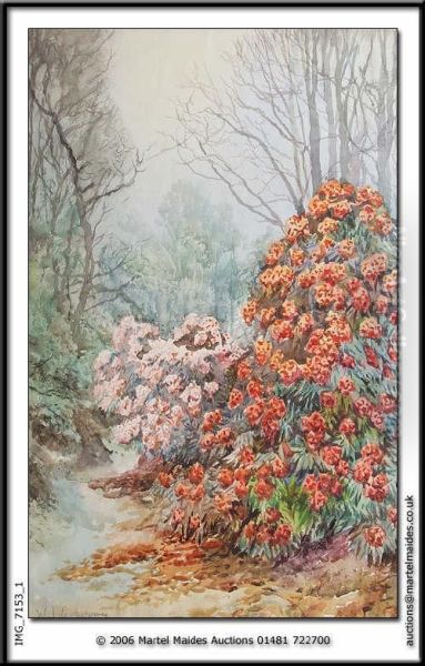 Rhododendrons At Normanville,guernsey Watercolour, Signed In Pencil 21.5 X 14in Oil Painting by William John Caparne