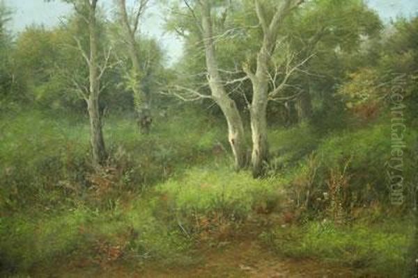 Sottobosco Oil Painting by Francesco Capuano