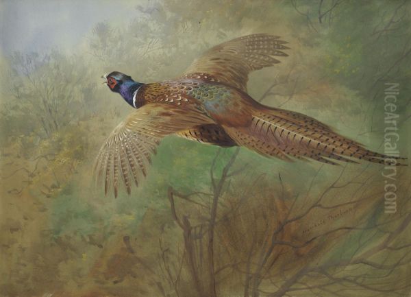 Pheasant in flight Oil Painting by Archibald Thorburn