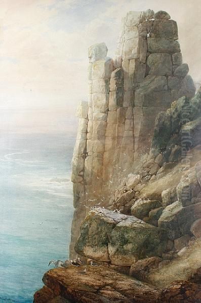 Seagull Colony At Land's End Oil Painting by Richard Harry Carter