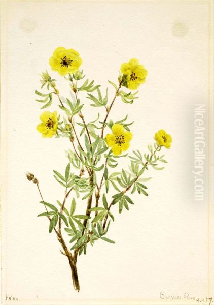 Bush Cinquefoil (Potentilla fruticosa) Oil Painting by Mary Vaux Walcott