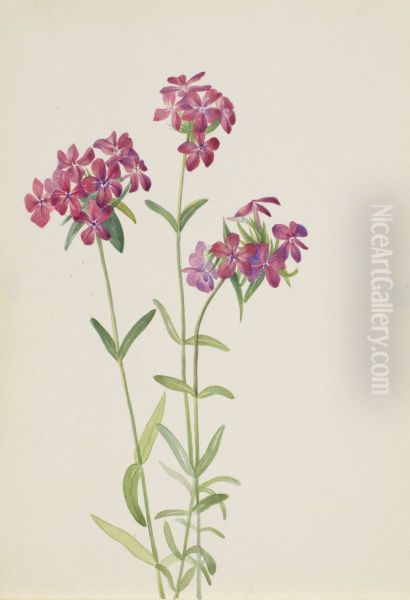 Hairy Phlox (Phlox amoena) Oil Painting by Mary Vaux Walcott