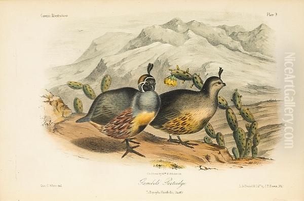 Illustrations Of The Birds Of California, Texas, Oregon, British And Russian America Oil Painting by John Cassin