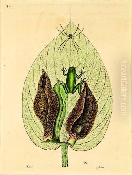 Skunk Cabbage And Tree Frog Oil Painting by Mark Catesby