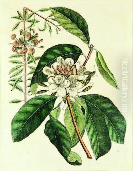 Rhododendron With Mountain Laurel Oil Painting by Mark Catesby