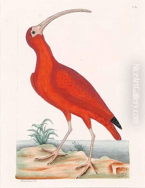 Scarlet Ibis Oil Painting by Mark Catesby