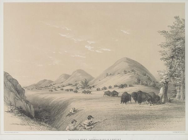 Buffalo Hunt, Approaching A Ravine Oil Painting by George Catlin