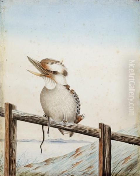 Kookaburra On A Fence With A Snake Oil Painting by Neville, Will. Cayley Jnr.