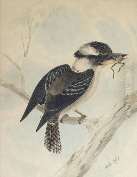 Kookaburra With A Frog Oil Painting by Neville, Will. Cayley Jnr.