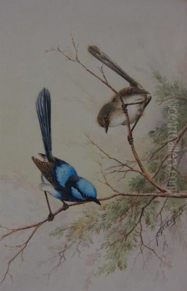 Two Wrens Oil Painting by Neville, Will. Cayley Jnr.