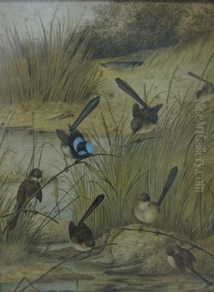 Wrens By Water Hole Oil Painting by Neville, Will. Cayley Jnr.