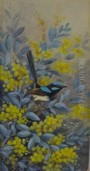 A Splendid Blue Wren In Wattle Blossom Oil Painting by Neville, Will. Cayley Jnr.