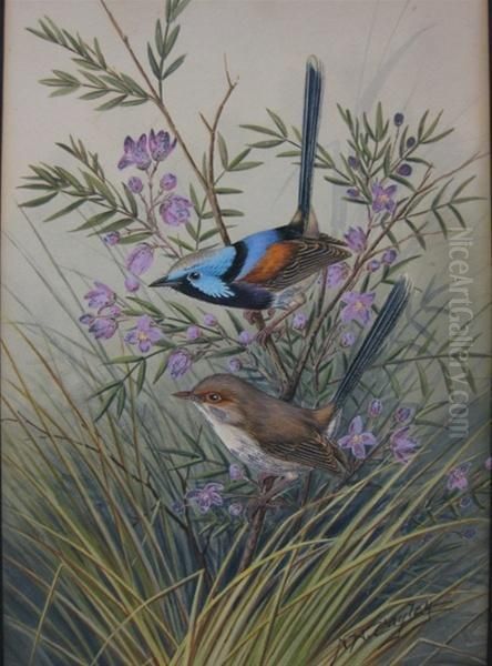 Pair Of Wrens Oil Painting by Neville, Will. Cayley Jnr.