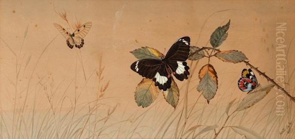 Butterflies Oil Painting by Neville Henry P. Cayley