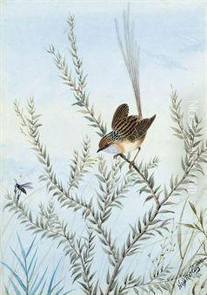 Common Emu Wren Oil Painting by Neville Henry P. Cayley