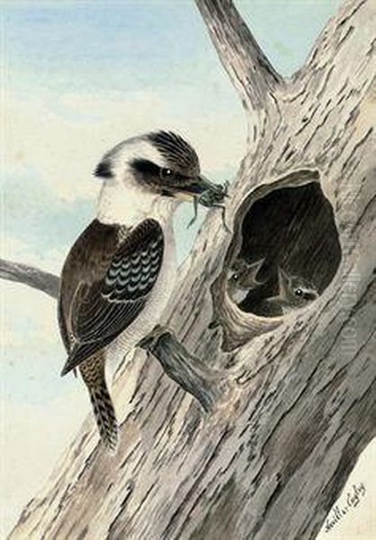 A Kookaburra Feeding A Frog To Its Young Oil Painting by Neville Henry P. Cayley