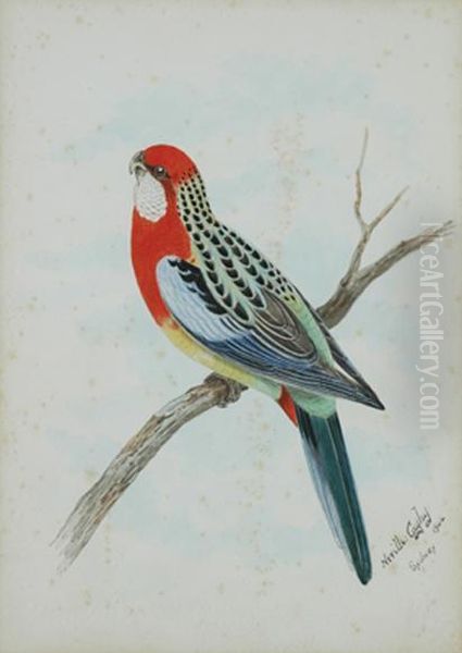 Rosella On A Branch Oil Painting by Neville Henry P. Cayley