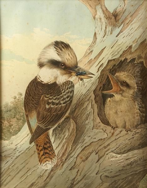 Kookaburra With Snake Oil Painting by Neville Henry P. Cayley