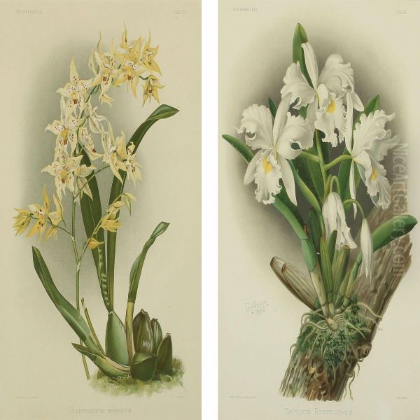 Odontoglossum Hebraicum Oil Painting by Joseph Gustave Cheret