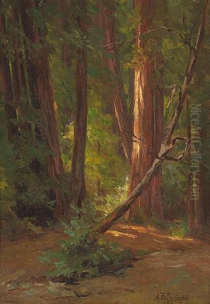 In The California Redwoods Oil Painting by Alice Brown Chittenden