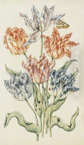 Study Of Six Tulips, A Butterfly And Other Insects Oil Painting by Anthony I Claesz