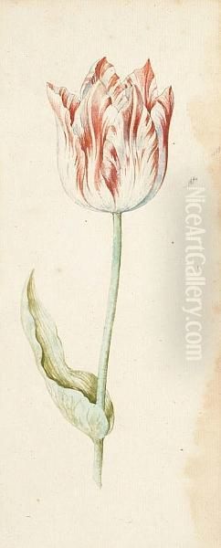 A Study Of A Tulip Oil Painting by Anthony Ii Claesz