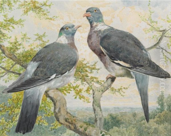 Wood Pigeons Oil Painting by Charles Collins