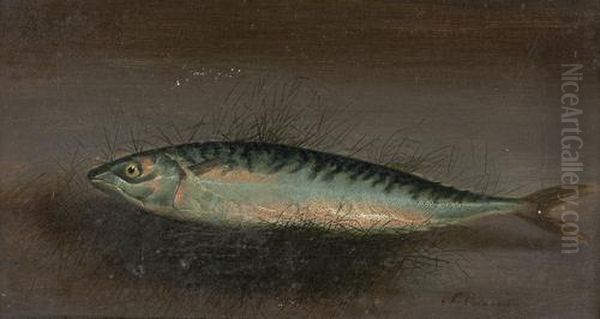 A Mackerel Oil Painting by S. Colman