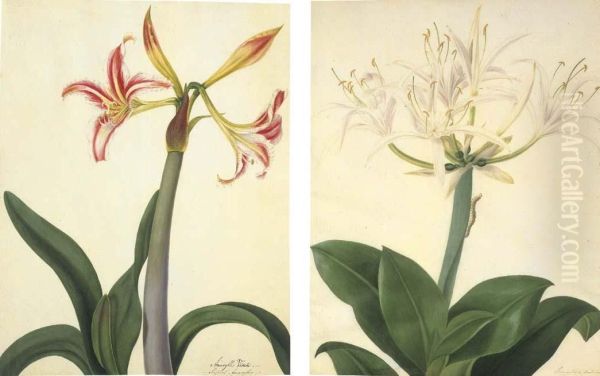 Amaryllis Vitata; And Pancratium Aboinense Oil Painting by Matilda Conyers