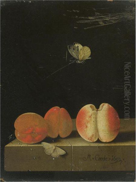 Still Life With A Peach And Two Apricots On A Stone Ledge, Together With Two Butterflies Oil Painting by Adriaen Coorte