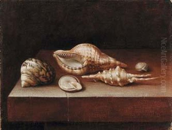 Conchiglie Su Basamento Di Pietra Oil Painting by Adriaen Coorte