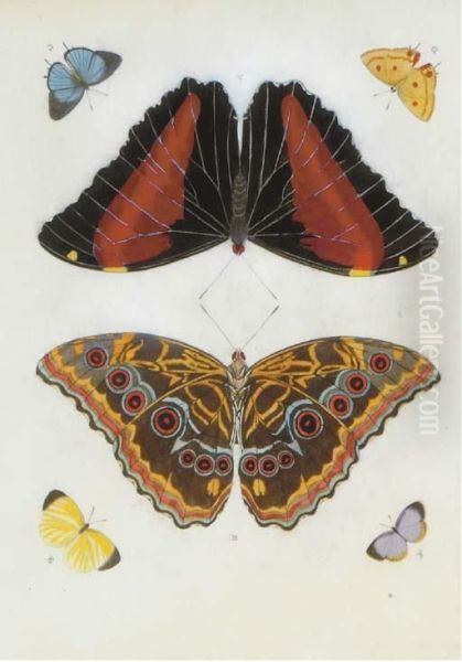 Butterfly Studies Oil Painting by Pieter Cramer