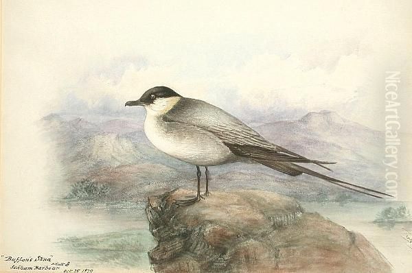 Buffon's Skua, Seaham Harbour Oil Painting by George Edward Crawhall