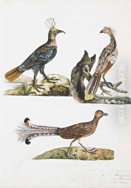 Pheasants And Lyre Bird Oil Painting by Mary Croker