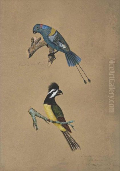 Racket-tailed Parrot And Frontal Shrike Oil Painting by Mary Croker