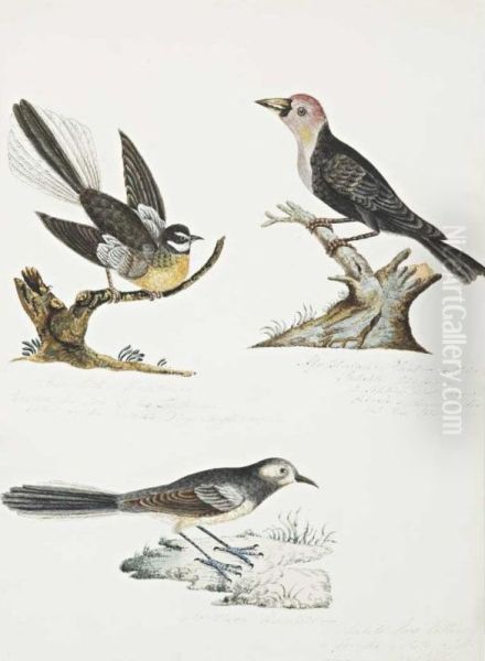 Fan-tailed Flycatcher, Abyssinian Plant-cutter And Southern Wag Tail Oil Painting by Mary Croker